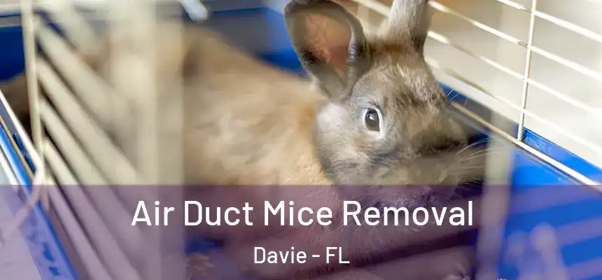 Air Duct Mice Removal Davie - FL